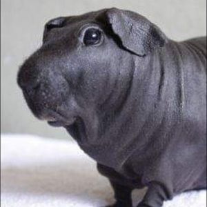 Meet your Posher, Gabriela